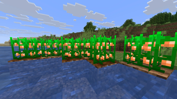 Orange Crops