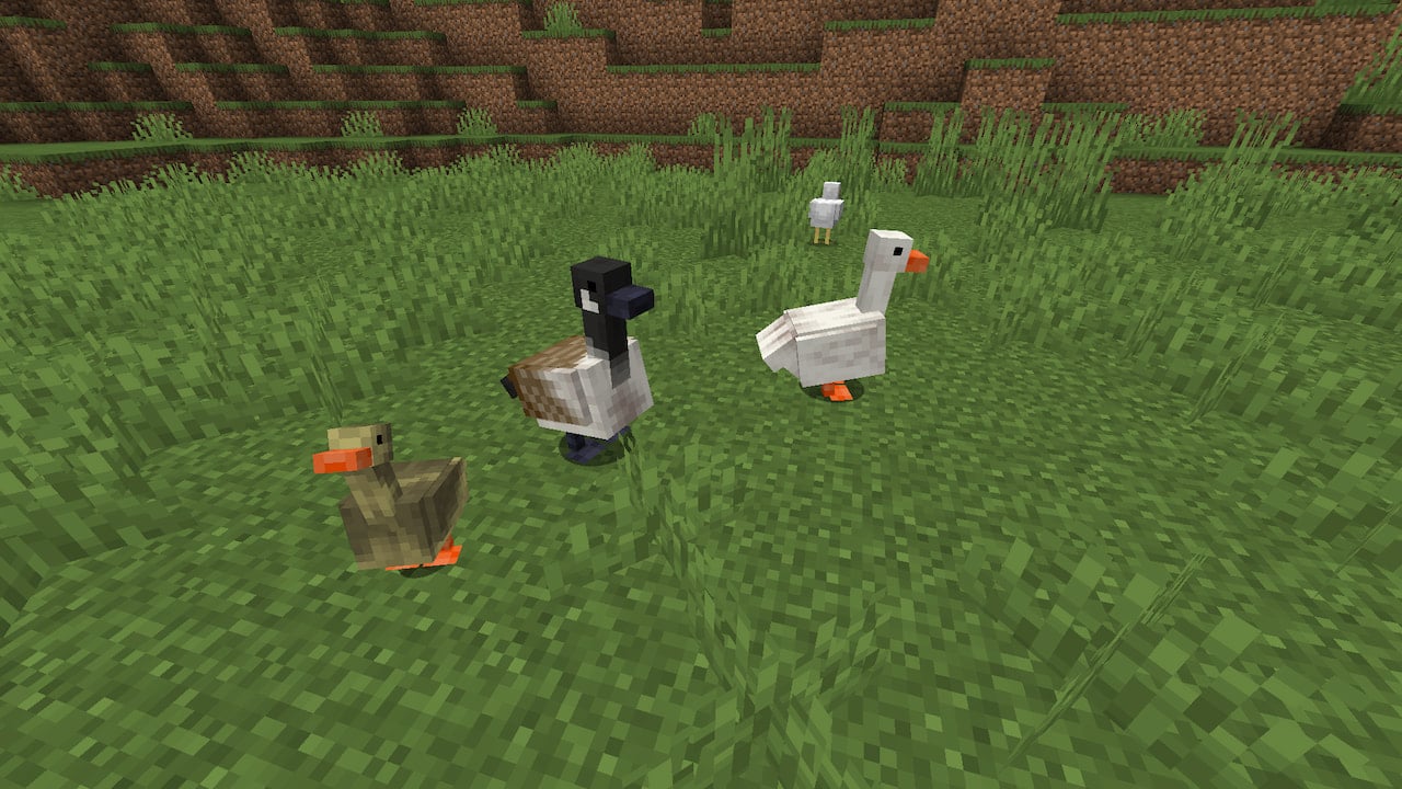 There are two types of geese spawning in the world.