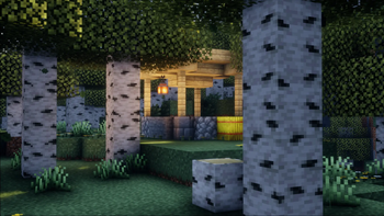 birch