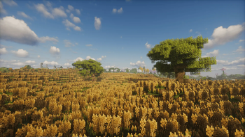 Beautiful golden field