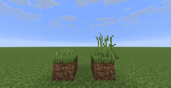 New textures of grasses