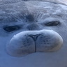 the_big_fat_seal