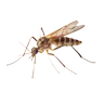 MosquitoMod