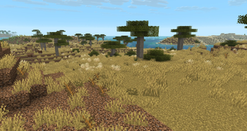 Savanna