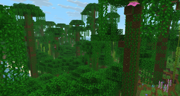 Jungle