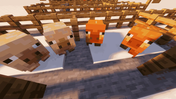 New Pigs