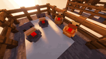 New Chickens