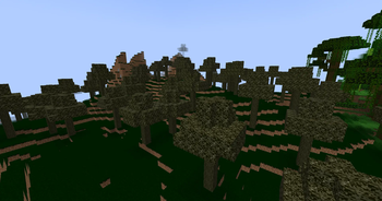 Rainforest