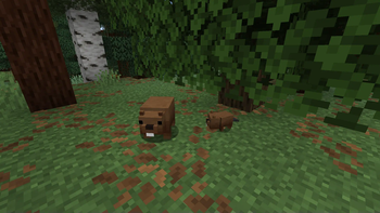 Beavers
