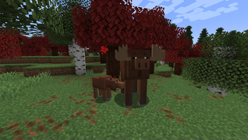 Moose