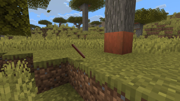 Cinnamon Stick