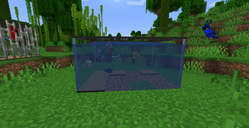 Fish in tank