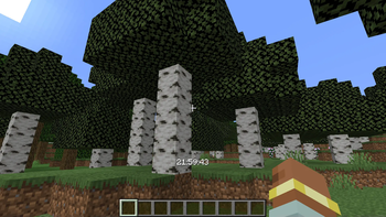 Birch Forest
