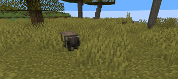 wombat in the wild