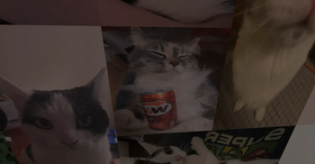 Reys Catpaintings