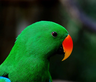 Eclectus Studio
