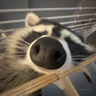 Meowaura's Modpack