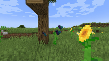 Katt's Ornithology