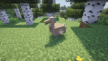 Dodo walking