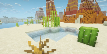 oasis