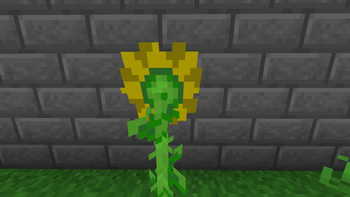 Back of Sunflowers
