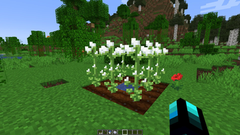Cotton harvesting