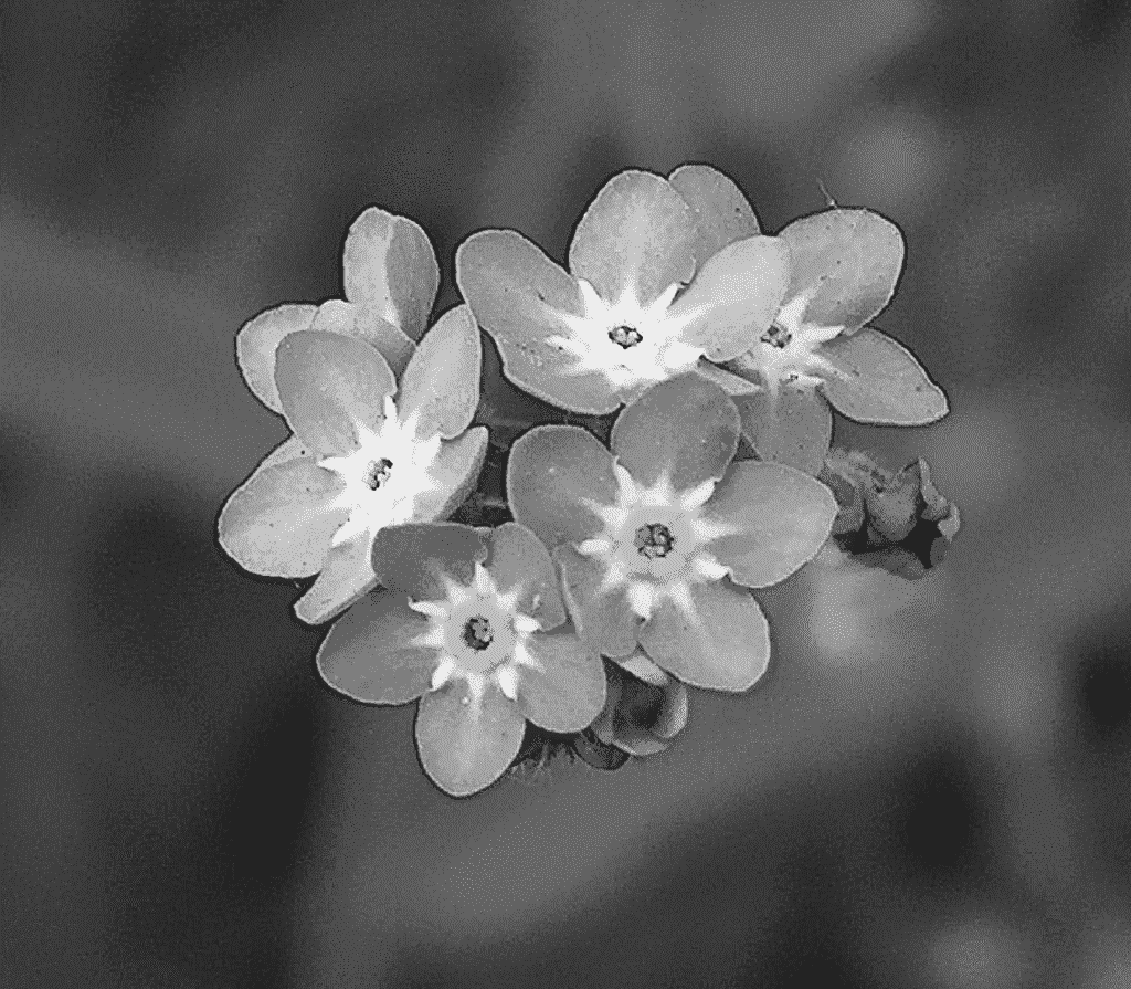 Myosotis