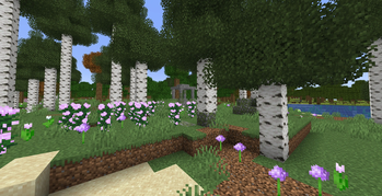 Birch Forest