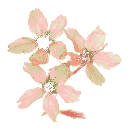 Sakura Lib