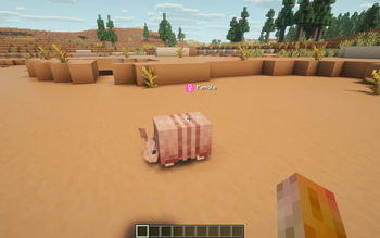 Female armadillo