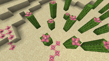 A whole bunch of cacti and cactus flowers