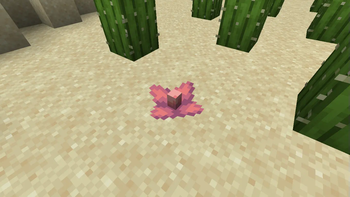 A lonely cactus flower on the sand