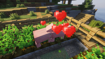 Auto Feed Animals