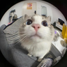 Fishybeing