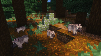 Chestnut Wolves