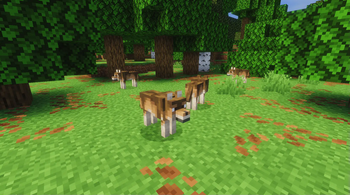 Woods Wolves