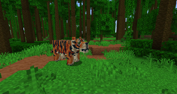 Mainland Tiger