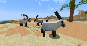 Arabian Oryxes