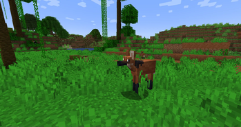 Maned Wolf