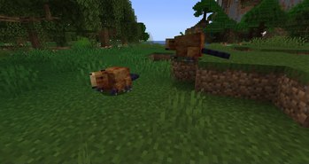 Beavers