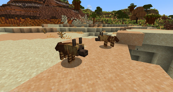Brown Hyenas