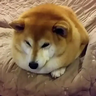 EuSouUmDoge