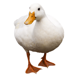 Duck Origin