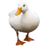 Duck Origin