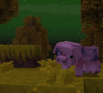birch pig !