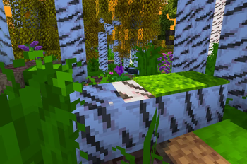 birch forest