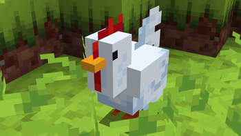 cicken