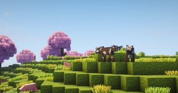Cherry blossom cows