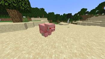WILD HOG