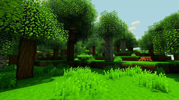 Shaders